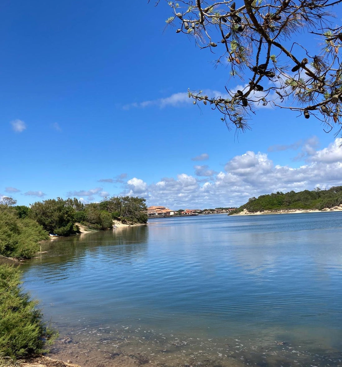 Lac de Soustons au calme, entouré de pins landais — Landes, Sud-Ouest France