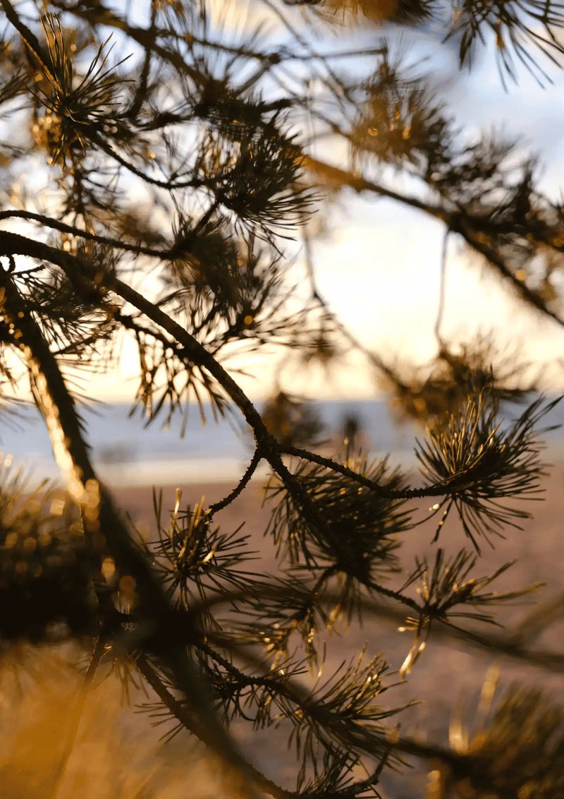 Branches de pin éclairées par une lumière dorée, avec la plage et l’océan en arrière-plan.